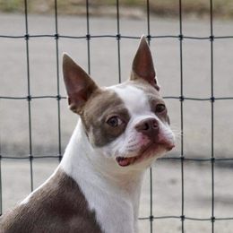 Lunchbox Willie - Boston Terrier