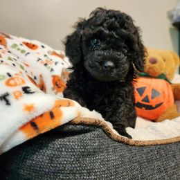 Maltipoo Puppies from Awwws-n-Pawws