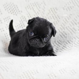 Gable - Black male Pug puppy in Caldwell, Ohio from Folklore Kennel