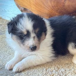 Aspen's Boy 1 - Blue merle white and tan male Shetland Sheepdog puppy in Shirley, Arkansas from Lucky Pups