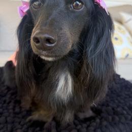Rumi - Dachshund