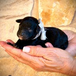 Flint- gray boy - Black and white male Aussiedoodle puppy in Midlothian, Texas from Gray Doodles