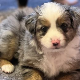 Boy 1 - Blue merle Miniature Australian Shepherd puppy in Corydon, Indiana from Arbuckle’s Lookin Good Aussies (LGA)