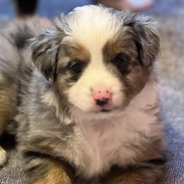 Boy 1 - Blue merle Miniature Australian Shepherd puppy in Corydon, Indiana from Arbuckle’s Lookin Good Aussies (LGA)