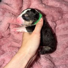 Green collar - Black tan and white male Miniature Bull Terrier puppy in Port Charlotte, Florida from Cloud Nine Ranch Bullies