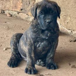 Mae - Brindle female Mastiff puppy in Carthage, Missouri from Mama’s Mastiffs