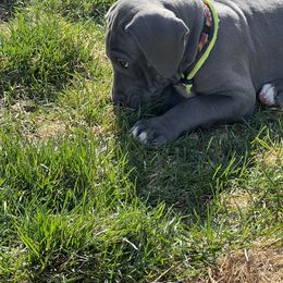 Great Dane Puppies from Cable Creek Danes