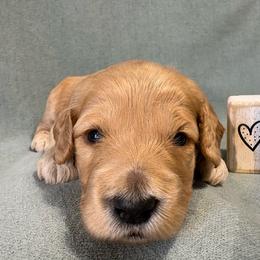 Pumpkin - Apricot male Goldendoodle puppy in Rochester, New York from Willowgreen Goldendoodles