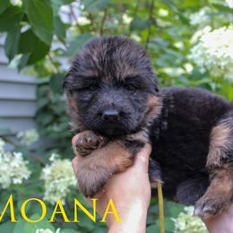 Yellow - Black and red female German Shepherd puppy in New York from Spitze German Shepherds