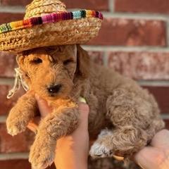 Goldendoodles from The unFURgettables