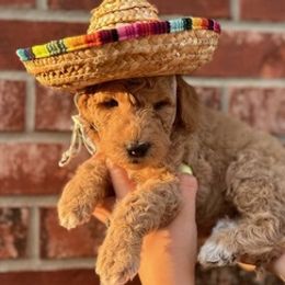 Goldendoodles from The unFURgettables