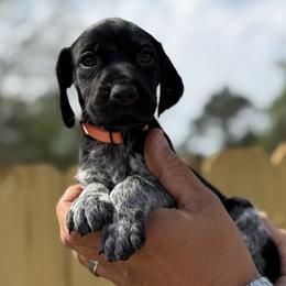 Clemons Orange collar - Black roan female German Shorthaired Pointer puppy in Six Mile, South Carolina from The Proper Pointer Co.
