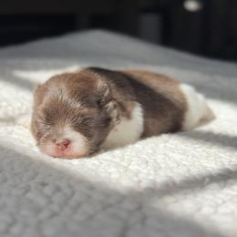 Thumper - Chocolate male Pomeranian puppy in Newport News, Virginia from Nel’s Pomeranians