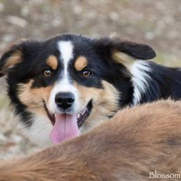 Blossom - Miniature Australian Shepherd