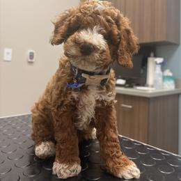 Green Collar Boy - Red  male Poodle puppy in Bristol, Tennessee from 4goldendoodles