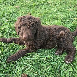 Peep - female Newfypoo puppy in Mckenzie, Tennessee from Small Town Doodles & Poodles