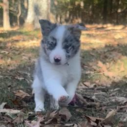 Cal - Atypical merle male Border Collie puppy in Jonesboro, Arkansas from Hampton Border Collies