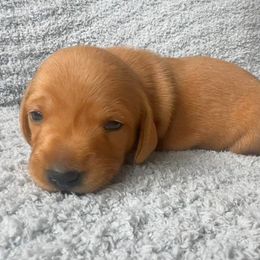 Dachshund Puppies from Carranza Puppy Farm