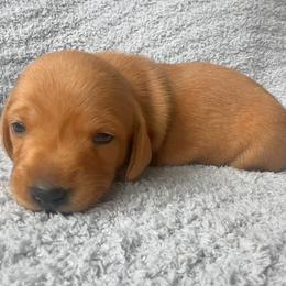 Dachshund Puppies from Carranza Puppy Farm