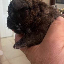 French Bulldogs from Frenchies Angels