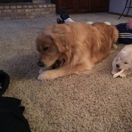 Golden Retriever Puppies from Em's Golden Retrievers