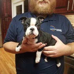 Boston Terrier Puppies from Our Gang Bostons
