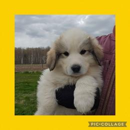 Fiona- yellow collar - White and badger female Great Pyrenees puppy in Mikado, Michigan from Brittain Family Farm