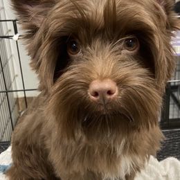 Yorkshire Terriers from Premier Frenchies & Yorkies of Central Washington