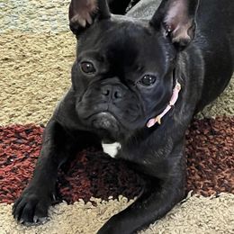 French Bulldogs from Alicia's Frenchies