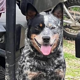 Silver Belle - Blue mottled female Australian Cattle Dog puppy in Irvington, Kentucky from Dry Valley’s Australian Cattle Dogs