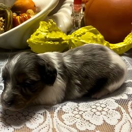 MOCHI - Dapple male Dachshund puppy in Elizabethtown, Kentucky from Teeny Tiny Puppy Tails