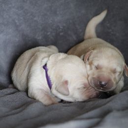 Labrador Retriever Puppies from TLC Retrievers