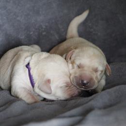 Labrador Retriever Puppies from TLC Retrievers