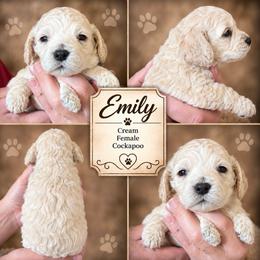 Emily - Cream female Cockapoo puppy in Holton, Indiana from MoonShine Babies