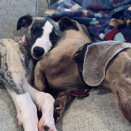 Whippet Puppies from Smithfield Park