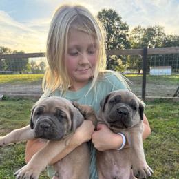 Alvin - Gray and fawn male Cane Corso puppy in Brazil, In, Indiana from Lazy A Ranch & Kennels