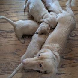 Dachshund Puppies from English Cream Dream Dachshunds