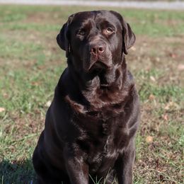 Syndi - Labrador Retriever