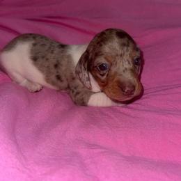 Dapple pie male - Dapple male Dachshund puppy in Woodward, Oklahoma from Wiener Dreams Dachshunds