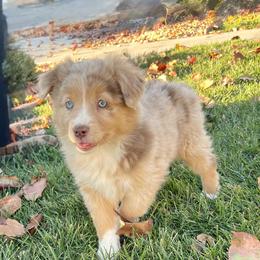 Jade - Red merle female Miniature Australian Shepherd puppy in California from Eagle River Aussies