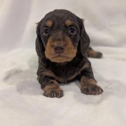 Pecan - Chocolate and tan female Dachshund puppy in San Diego, California from Sweetheart Doxies LLC