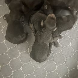 Boy 1 - Silver male Poodle puppy in Savannah, Georgia from Coastal Poodles