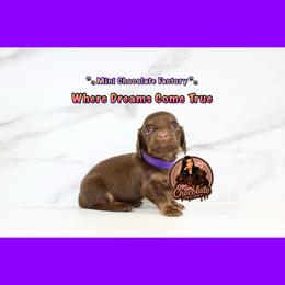 PURPLE - Chocolate and tan female Dachshund puppy in Liberty, Texas from Mini Chocolate Factory