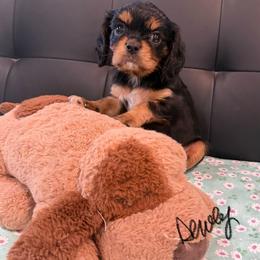 Dewey - Tri-color male Cavalier King Charles Spaniel puppy in Cerro Gordo, North Carolina from Cloverleaf K9 Connections