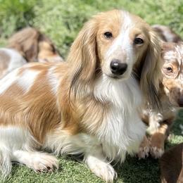 Anya - Dachshund