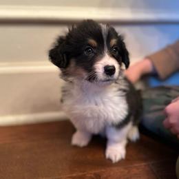 Pink collar Girl Holly - Black and tan female Pembroke Welsh Corgi puppy in Paris, Kentucky from Flat Run Corgis