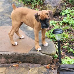 Boxer Puppies from Vincenza Boxers