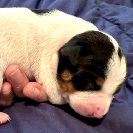 Fred - Rat Terrier puppy from Kelly’s Ratters
