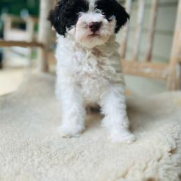 Troy - Chocolate and white male Havapoo puppy in Natural Bridge, Virginia from Rockbridge Puppies