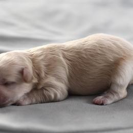 Miss Purple Collar - Cream female Maltipoo puppy in Springtown, Texas from North Texas Puppies